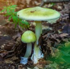 Attēlu rezultāti vaicājumam “Amanita phalloides”