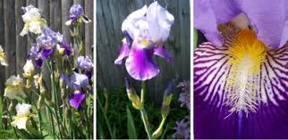 Image result for Iris
