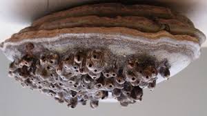 Attēlu rezultāti vaicājumam “Agathomyia wankowiczii”