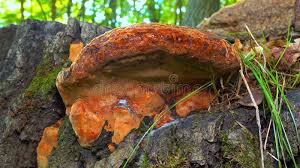 Attēlu rezultāti vaicājumam “Phellinus robustus”