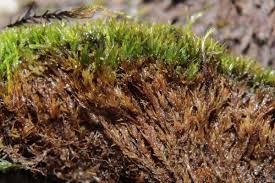 Attēlu rezultāti vaicājumam “Hymenostylium recurvirostrum macro”