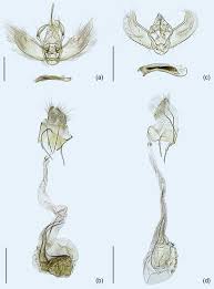 Attēlu rezultāti vaicājumam “Epirranthis diversata”