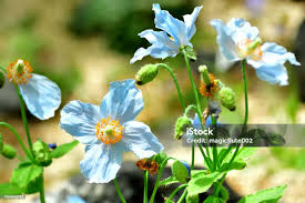Image result for Meconopsis betonicifolia