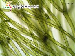 Attēlu rezultāti vaicājumam “Cladophora glomerata”