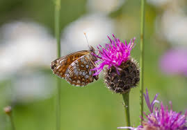 Attēlu rezultāti vaicājumam “Melitaea diamina”