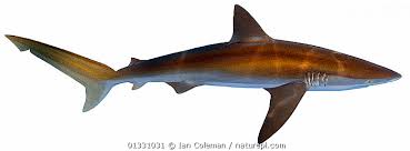 Image result for Carcharhinus brachyurus