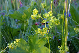 Attēlu rezultāti vaicājumam “Alchemilla vulgaris aggr. leaf”