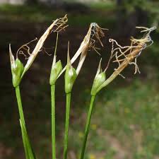 Attēlu rezultāti vaicājumam “Carex chordorrhiza fruit”