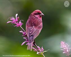 Attēlu rezultāti vaicājumam “Carpodacus erythrinus adult”