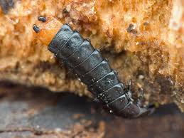 Attēlu rezultāti vaicājumam “Lygistopterus sanguineus larva”