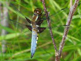 Attēlu rezultāti vaicājumam “Libellula depressa female”
