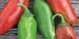 Afbeeldingsresultaat voor jalapeno early hot pepper