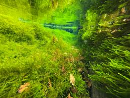 Attēlu rezultāti vaicājumam “Fontinalis antipyretica subsp. gracilis”