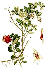 Attēlu rezultāti vaicājumam “Vaccinium vitis-idaea fruit”