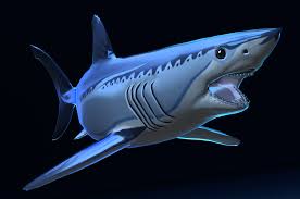 Image result for Isurus oxyrinchus