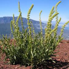 Image result for Reseda luteola