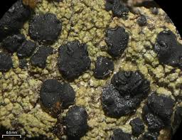 Attēlu rezultāti vaicājumam “Lecidella elaeochroma”