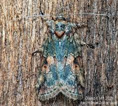 Attēlu rezultāti vaicājumam “Nycteola sp.”