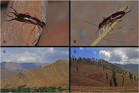 Attēlu rezultāti vaicājumam “Forficula auricularia male”