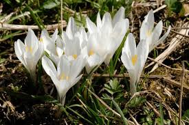Attēlu rezultāti vaicājumam “Crocus vernus subsp. vernus”