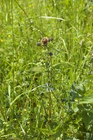 Attēlu rezultāti vaicājumam “Poterium sanguisorba”