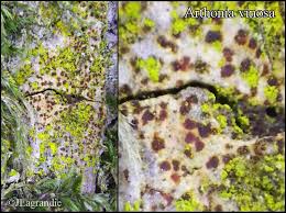 Attēlu rezultāti vaicājumam “Arthonia vinosa”