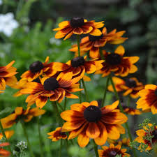 Attēlu rezultāti vaicājumam “Rudbeckia hirta var. hirta”