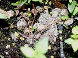 Attēlu rezultāti vaicājumam “Trichia botrytis var. cerifera stalked”