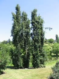 Attēlu rezultāti vaicājumam “Populus tremula”