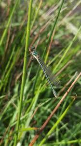 Attēlu rezultāti vaicājumam “Lestes dryas female”