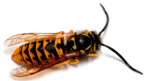Attēlu rezultāti vaicājumam “Vespula germanica male”