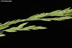 Attēlu rezultāti vaicājumam “Poa nemoralis”