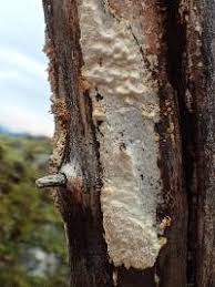 Attēlu rezultāti vaicājumam “Antrodia malicola”