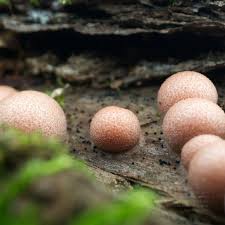 Attēlu rezultāti vaicājumam “Lycogala miserum spores”