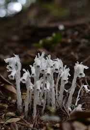 Image result for ギンリョウソウ