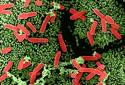 Super Superbug C. DIFFICILE « Fire Earth