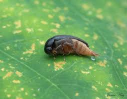 Attēlu rezultāti vaicājumam “Mordellidae”