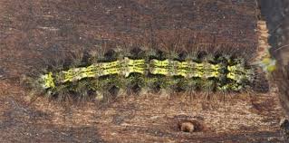 Attēlu rezultāti vaicājumam “Eilema depressa”