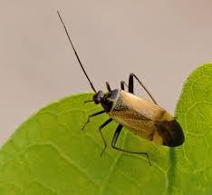Attēlu rezultāti vaicājumam “Adelphocoris seticornis”