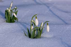 Attēlu rezultāti vaicājumam “Galanthus nivalis fruit”