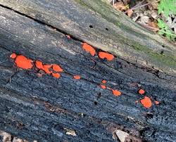 Attēlu rezultāti vaicājumam “Tubifera ferruginosa (subsp. ferruginosa)”