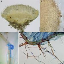 Attēlu rezultāti vaicājumam “Pseudotaxiphyllum elegans”