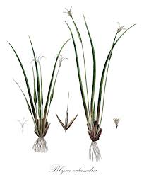 Attēlu rezultāti vaicājumam “Hydrocharitaceae”