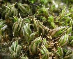 Attēlu rezultāti vaicājumam “Syntrichia papillosa”