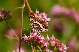 Attēlu rezultāti vaicājumam “Araschnia levana upperside”