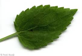 Attēlu rezultāti vaicājumam “Stachys sylvatica leaf”