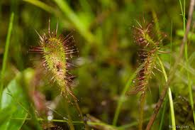 Attēlu rezultāti vaicājumam “Drosera x obovata”