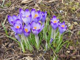 Attēlu rezultāti vaicājumam “Crocus vernus subsp. vernus”