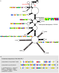 Attēlu rezultāti vaicājumam “Lamproderma arcyrioides stalked”
