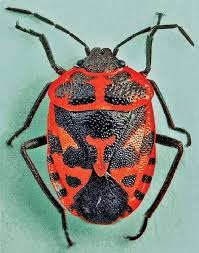 Attēlu rezultāti vaicājumam “Eurydema dominulus imago”